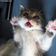 Lord_Kitty