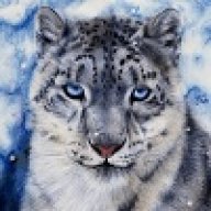 Snow_Leopard