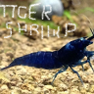 tigershrimp