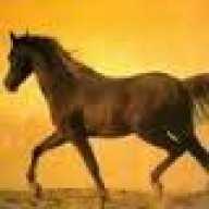 MyHorse