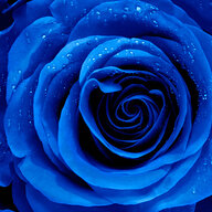 A_Bluerose