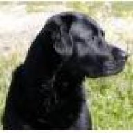 black_lab