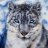 Snow_Leopard