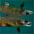 swimswithtrout