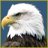 Eagle Eye_54