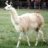 llama_man