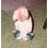Harriett