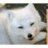Arctic_fox9t9